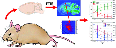 Graphical abstract: FTIR imaging of the molecular burden around Aβ deposits in an early-stage 3-Tg-APP-PSP1-TAU mouse model of Alzheimer's disease