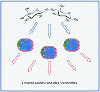 Graphical abstract: Bottom-up proteomics analysis of the secretome of murine islets of Langerhans in elevated glucose levels