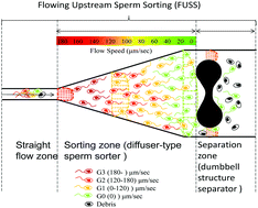 Graphical abstract: High-throughput flowing upstream sperm sorting in a retarding flow field for human semen analysis