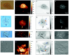 Graphical abstract: Combined use of AFM and soft X-ray microscopy to reveal fibres’ internalization in mesothelial cells