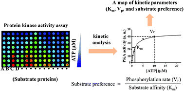 Graphical abstract: Systematic investigation of protein kinase A substrate proteins using on-chip protein kinase kinetic profiling