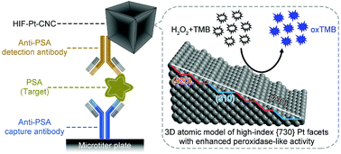 Graphical abstract: High-index {hk0} faceted platinum concave nanocubes with enhanced peroxidase-like activity for an ultrasensitive colorimetric immunoassay of the human prostate-specific antigen
