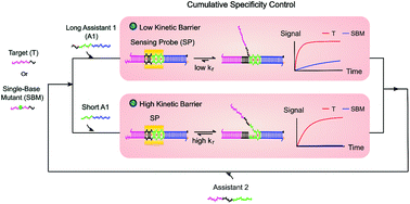 Graphical abstract: Kinetically modulated specificity against single-base mutants in nucleic acid recycling circuitry using the destabilization motif