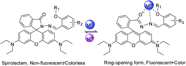 Graphical abstract: Recent developments in rhodamine salicylidene hydrazone chemosensors