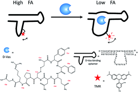 Graphical abstract: Fluorescence anisotropy assay for d-vasopressin with a tetramethylrhodamine-labeled aptamer