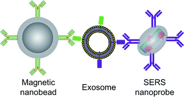 Graphical abstract: Facile detection of tumor-derived exosomes using magnetic nanobeads and SERS nanoprobes