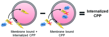 Graphical abstract: Label-free quantification of cell-penetrating peptide translocation into liposomes