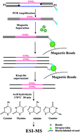 Graphical abstract: Mass spectrometry based trinucleotide repeat sequence detection using target fragment assay
