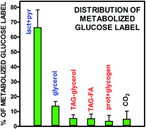 Graphical abstract: A method for the measurement of lactate, glycerol and fatty acid production from 14C-glucose in primary cultures of rat epididymal adipocytes