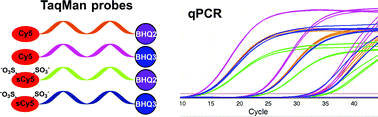 Graphical abstract: Cy5/BHQ dye–quencher pairs in fluorogenic qPCR probes: effects of charge and hydrophobicity