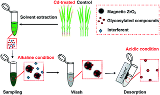 Graphical abstract: A magnetic ZrO2 based solid-phase extraction strategy for selective enrichment and profiling of glycosylated compounds in rice
