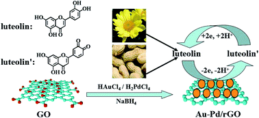 Graphical abstract: Ultrasensitive-electrochemical sensor for the detection of luteolin in Chrysanthemums and Peanut shells using an Au/Pd/reduced graphene oxide nanofilm