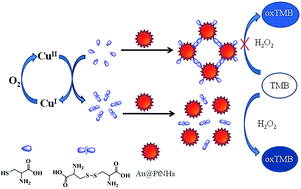 Graphical abstract: Highly sensitive colorimetric detection of copper ions based on regulating the peroxidase-like activity of Au@Pt nanohybrids