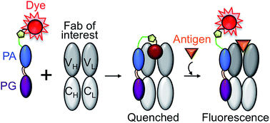 Graphical abstract: One-pot construction of Quenchbodies using antibody-binding proteins