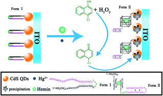 Graphical abstract: A photoelectrochemical DNA sensor for the detection of Hg2+ based on Hg2+-mediated oligonucleotide switching