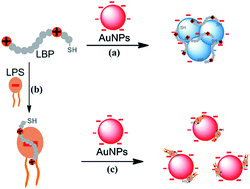 Graphical abstract: Colorimetric detection of lipopolysaccharides based on a lipopolysaccharide-binding peptide and AuNPs