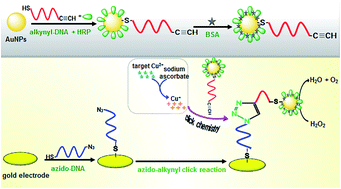 Graphical abstract: Target-induced click conjugation for attomolar electronic monitoring of Cu(ii) using horseradish peroxidase as indicator and nanogold particles as enhancer