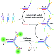 Graphical abstract: Hairpin DNA-fueled dynamic self-assembly of three-arm DNA branched junctions consisting of active DNAzyme structures for enzyme-free ultrasensitive detection of nucleic acids
