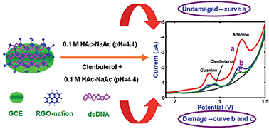 Graphical abstract: Electrochemical detection of DNA damage induced by clenbuterol at a reduced graphene oxide-Nafion modified glassy carbon electrode