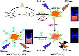 Graphical abstract: Facile sonochemical synthesis of water-soluble gold nanodots as fluorescent probes for superoxide radical anion detection and cell imaging