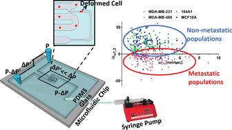 Graphical abstract: Microfluidic iterative mechanical characteristics (iMECH) analyzer for single-cell metastatic identification