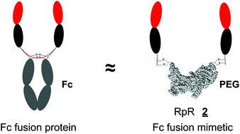 Graphical abstract: Fc-fusion mimetics