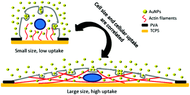 Graphical abstract: Influence of cell size on cellular uptake of gold nanoparticles