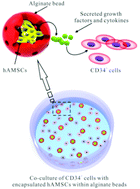 Graphical abstract: Encapsulated feeder cells within alginate beads for ex vivo expansion of cord blood-derived CD34+ cells
