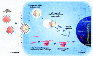 Graphical abstract: Powering up the molecular therapy of RNA interference by novel nanoparticles