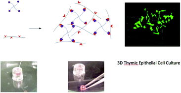 Graphical abstract: In situ-forming click-crosslinked gelatin based hydrogels for 3D culture of thymic epithelial cells