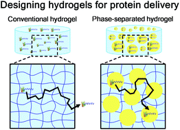 Graphical abstract: Emerging hydrogel designs for controlled protein delivery