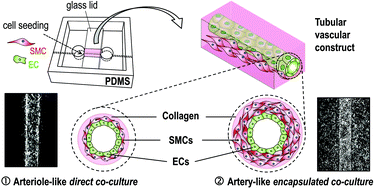Graphical abstract: Bottom-up fabrication of artery-mimicking tubular co-cultures in collagen-based microchannel scaffolds