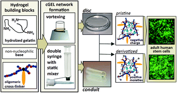 Graphical abstract: Dual-component collagenous peptide/reactive oligomer hydrogels as potential nerve guidance materials – from characterization to functionalization