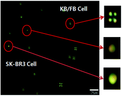 Graphical abstract: In vitro detection of human breast cancer cells (SK-BR3) using herceptin-conjugated liquid crystal microdroplets as a sensing platform