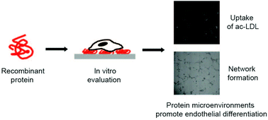 Graphical abstract: Protein-engineered microenvironments can promote endothelial differentiation of human mesenchymal stem cells in the absence of exogenous growth factors