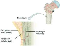 Graphical abstract: Periosteum tissue engineering—a review