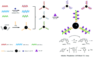 Graphical abstract: Simultaneous detection of multiple viruses based on chemiluminescence and magnetic separation