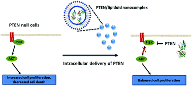 Graphical abstract: Intracellular delivery of the PTEN protein using cationic lipidoids for cancer therapy