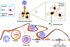 Graphical abstract: The suppression of metastatic lung cancer by pulmonary administration of polymer nanoparticles for co-delivery of doxorubicin and Survivin siRNA
