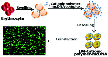 Graphical abstract: Erythrocyte membrane based cationic polymer-mcDNA complexes as an efficient gene delivery system