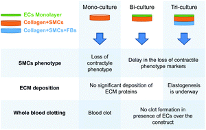 Graphical abstract: A planar model of the vessel wall from cellularized-collagen scaffolds: focus on cell–matrix interactions in mono-, bi- and tri-culture models