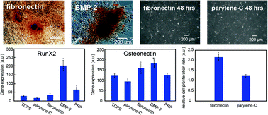 Graphical abstract: Enhanced bone morphogenic property of parylene-C