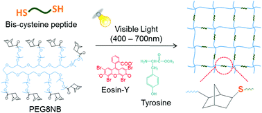 Graphical abstract: Improving gelation efficiency and cytocompatibility of visible light polymerized thiol-norbornene hydrogels via addition of soluble tyrosine