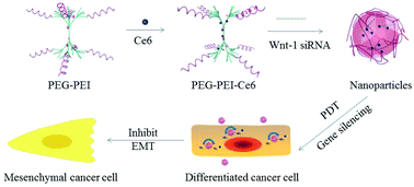 Graphical abstract: Nanoparticle delivery of Wnt-1 siRNA enhances photodynamic therapy by inhibiting epithelial–mesenchymal transition for oral cancer