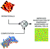 Graphical abstract: Biomaterials and computation: a strategic alliance to investigate emergent responses of neural cells
