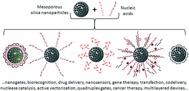 Graphical abstract: Recent applications of the combination of mesoporous silica nanoparticles with nucleic acids: development of bioresponsive devices, carriers and sensors