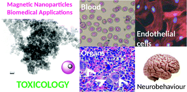 Graphical abstract: Magnetic nanoparticles for drug targeting: from design to insights into systemic toxicity. Preclinical evaluation of hematological, vascular and neurobehavioral toxicology