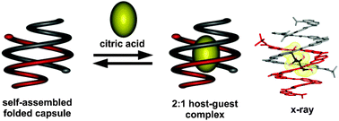 Graphical abstract: Citric acid encapsulation by a double helical foldamer in competitive solvents