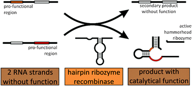 Graphical abstract: Hairpin ribozyme mediated RNA recombination
