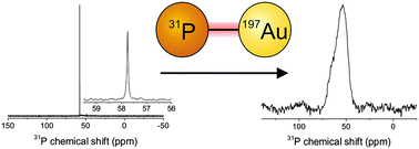 Graphical abstract: Observation of uniform ligand environments and 31P–197Au coupling in phosphine-terminated Au nanoparticles